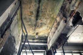 Mold Documentation for Insurance Claims in Kapaau, HI